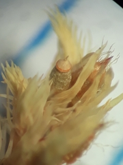 Orthotrichum graphiomitrium