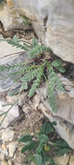 Achillea barrelieri