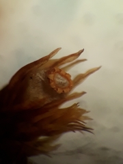 Orthotrichum graphiomitrium