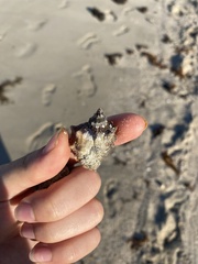 Neorapana tuberculata