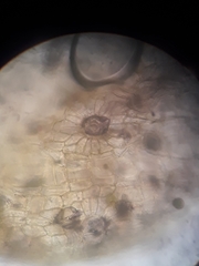 Orthotrichum graphiomitrium