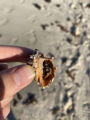 Neorapana tuberculata