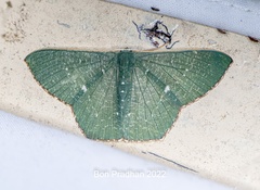 Orothalassodes curiosa