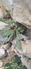 Achillea barrelieri