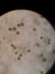 Orthotrichum graphiomitrium