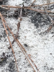 Cicindela abdominalis