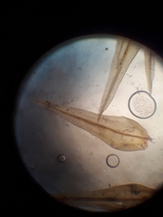 Orthotrichum graphiomitrium