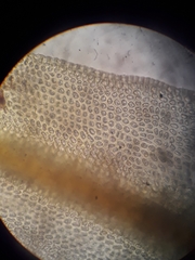 Orthotrichum graphiomitrium