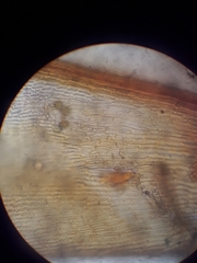 Orthotrichum graphiomitrium