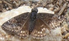 Erynnis telemachus