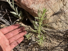 Deinandra floribunda