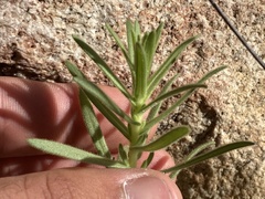 Deinandra floribunda