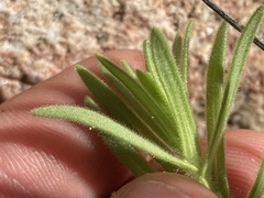 Deinandra floribunda