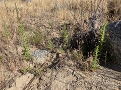 Deinandra floribunda