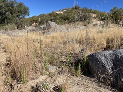 Deinandra floribunda