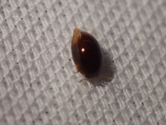 Scaphidiinae