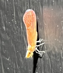 Apache degeeri