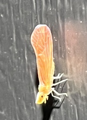 Apache degeeri
