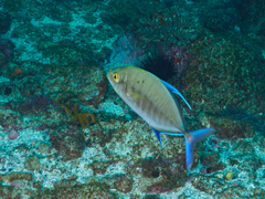 Ferdauia orthogrammus