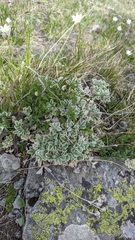 Potentilla divina