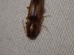 Conoderus vespertinus