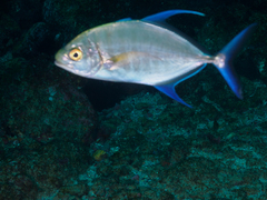 Ferdauia orthogrammus