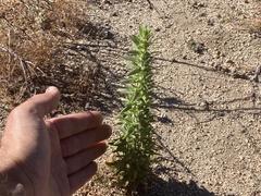 Deinandra floribunda