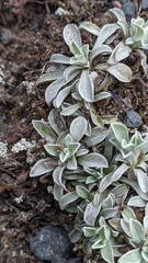 Antennaria caucasica