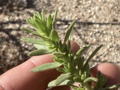 Deinandra floribunda