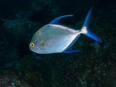 Ferdauia orthogrammus