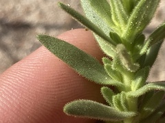 Deinandra floribunda