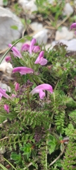 Pedicularis elegans