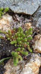 Sedum gracile