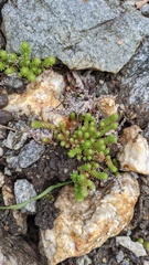 Sedum gracile