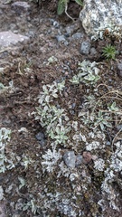 Antennaria caucasica