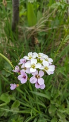Cardamine uliginosa