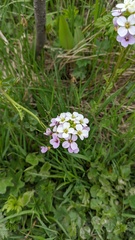 Cardamine uliginosa