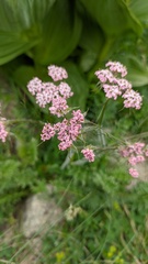 Chaerophyllum roseum