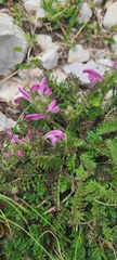 Pedicularis elegans