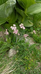 Chaerophyllum roseum