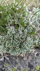Potentilla divina