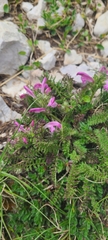 Pedicularis elegans