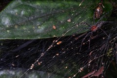 Aglaoctenus castaneus