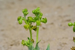 Matelea parviflora
