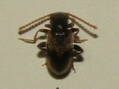 Aderinae
