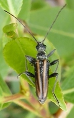 Cortodera longicornis