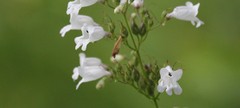 Penstemon multiflorus
