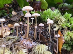 Laccaria masoniae