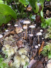 Laccaria masoniae
