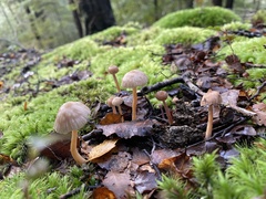 Laccaria masoniae